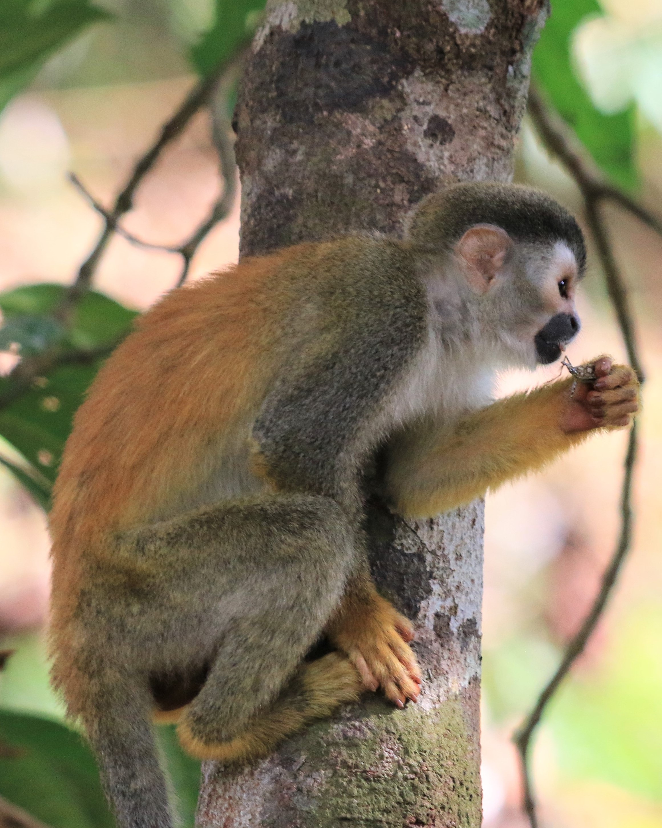 Costa Rica